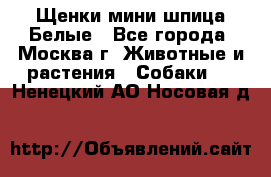 Щенки мини шпица Белые - Все города, Москва г. Животные и растения » Собаки   . Ненецкий АО,Носовая д.
